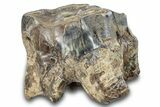 Fossil Woolly Rhino (Coelodonta) Tooth - Siberia #257864-2